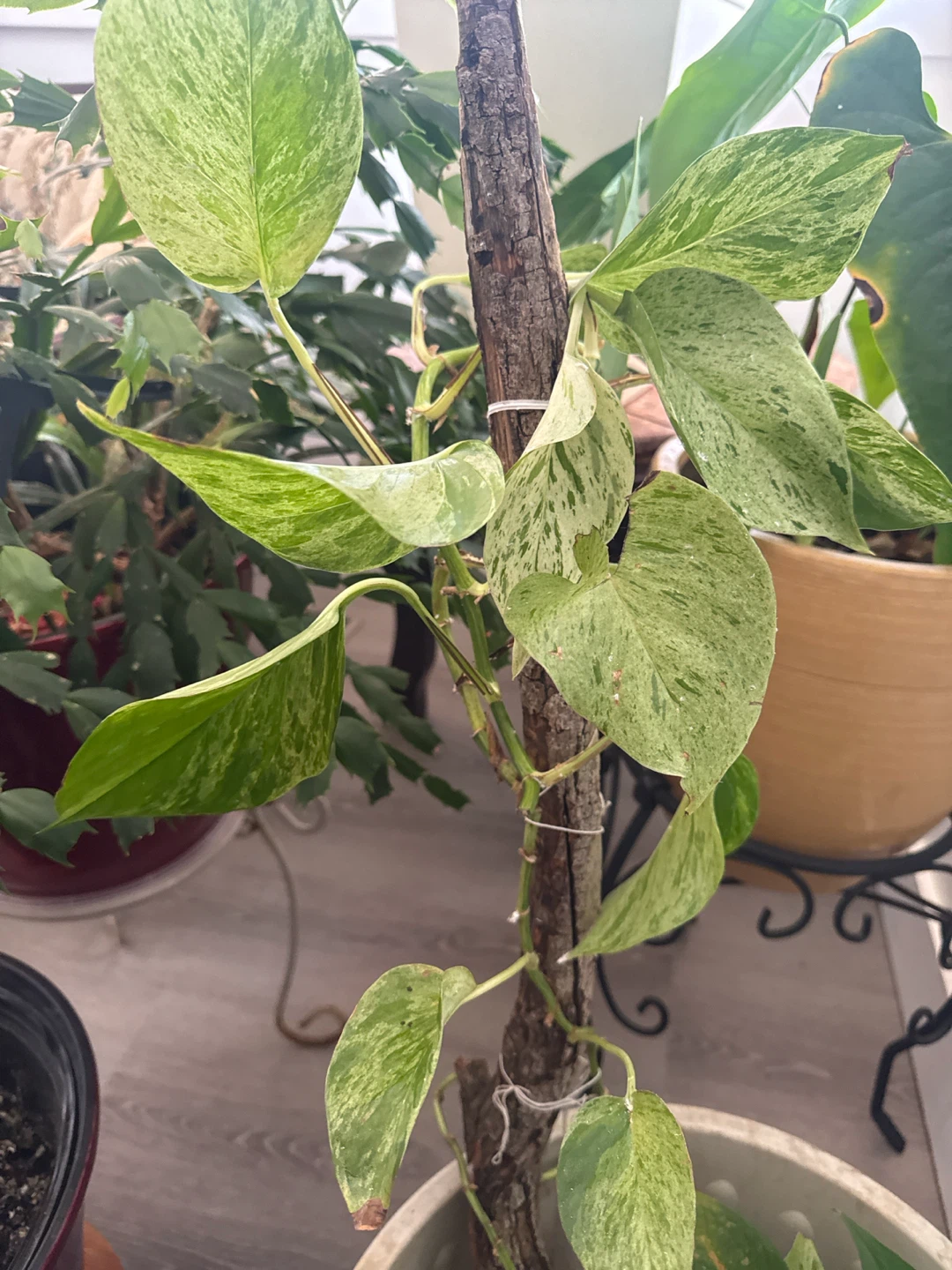 Marble Queen Pothos Plant - photo 3