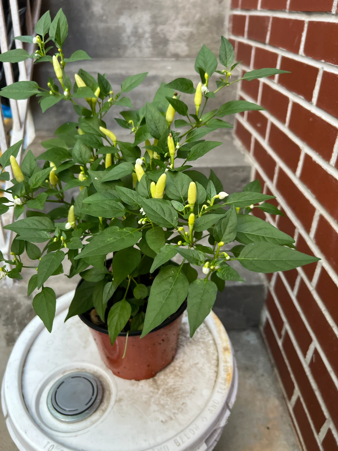 Live Pepper Plant with Small Yellow Peppers