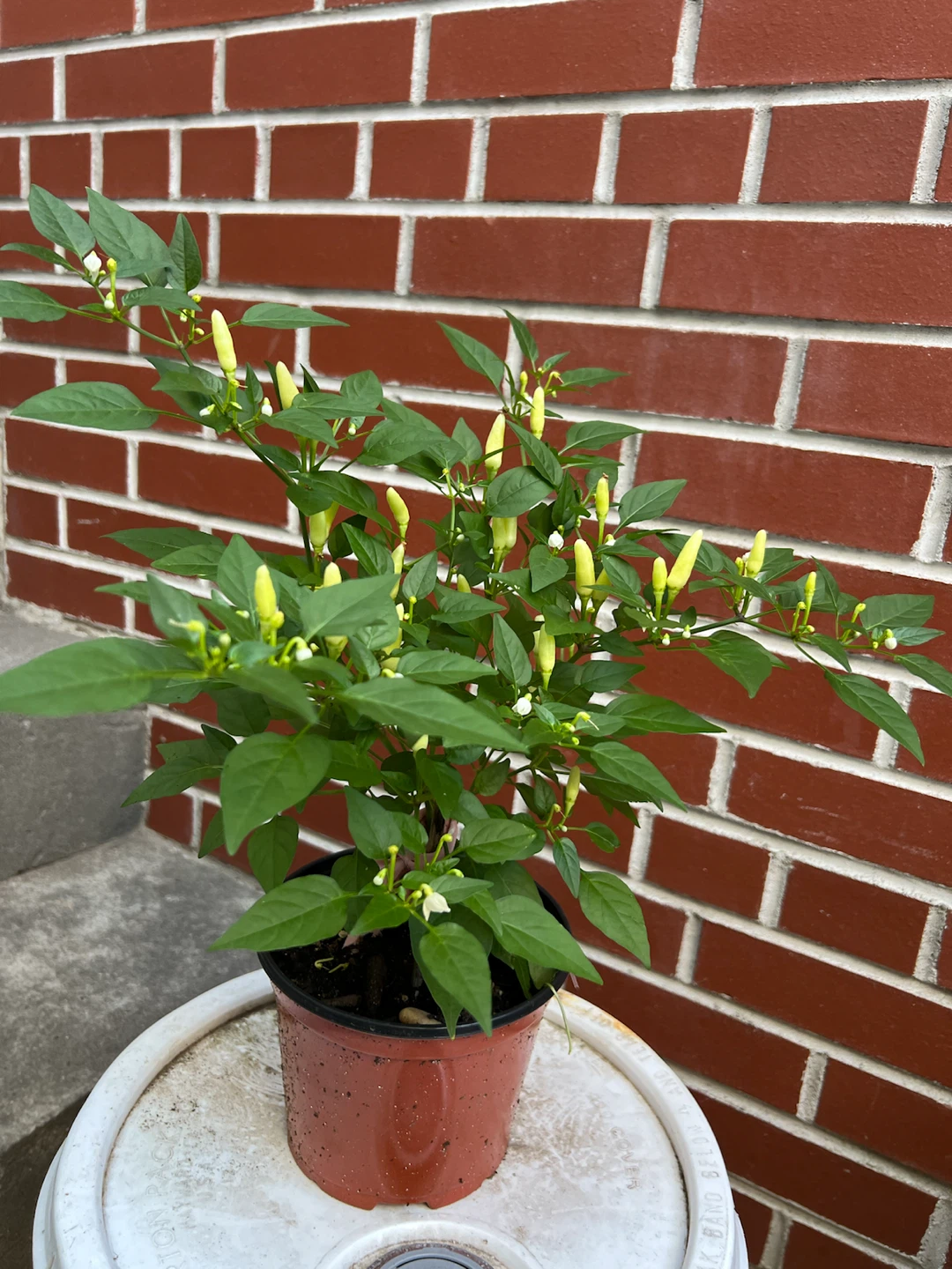 Live Pepper Plant with Small Yellow Peppers - photo 2