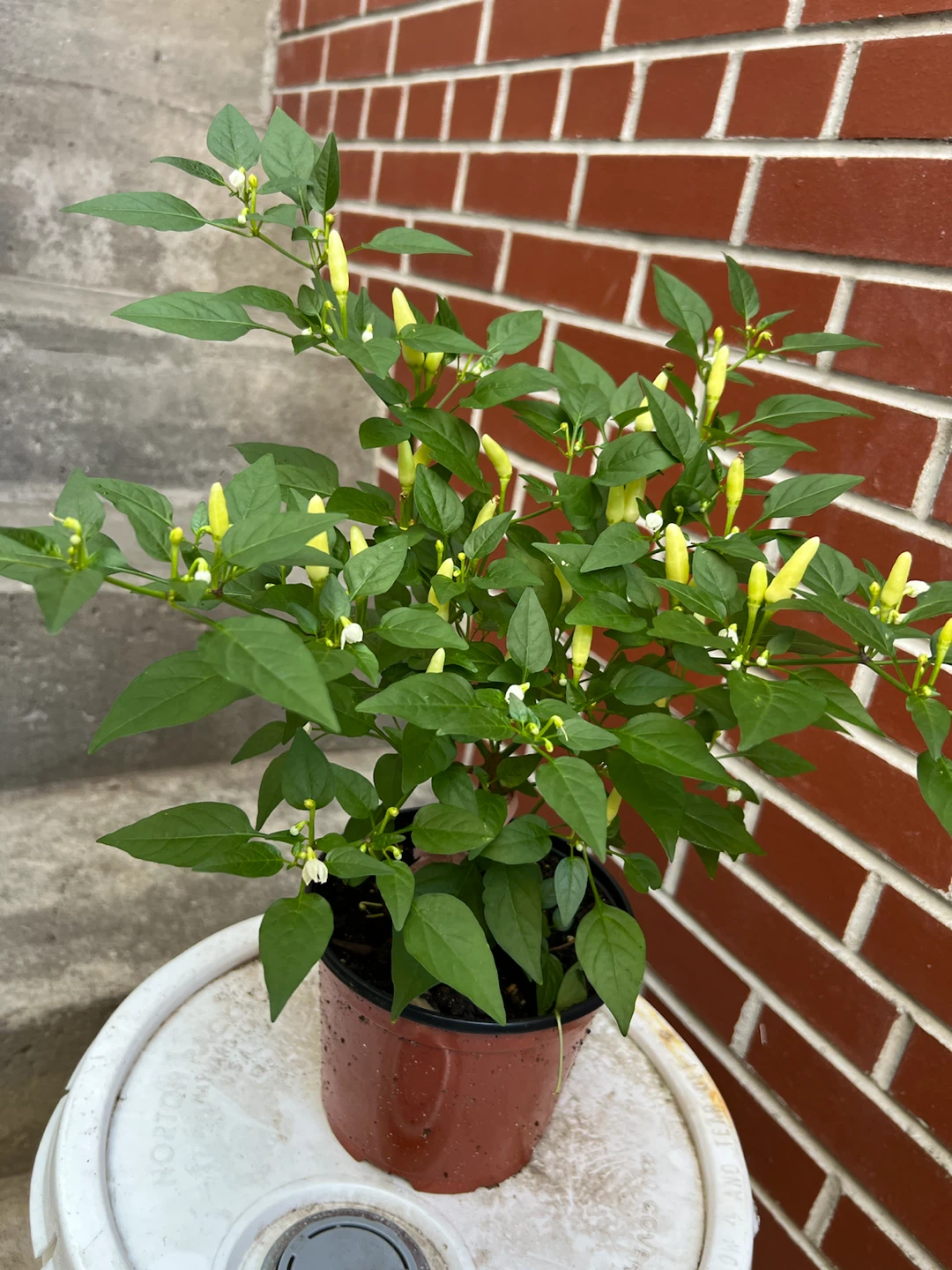 Live Pepper Plant with Small Yellow Peppers - photo 3