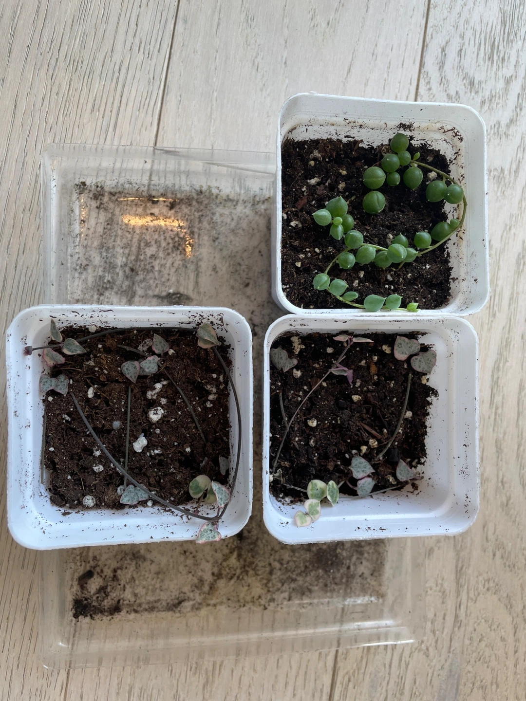 Plant purge - $6 each