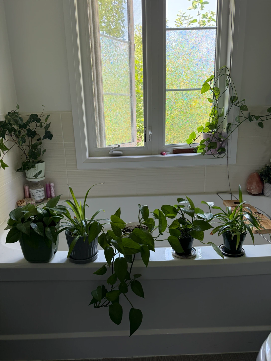 Mixed Houseplants