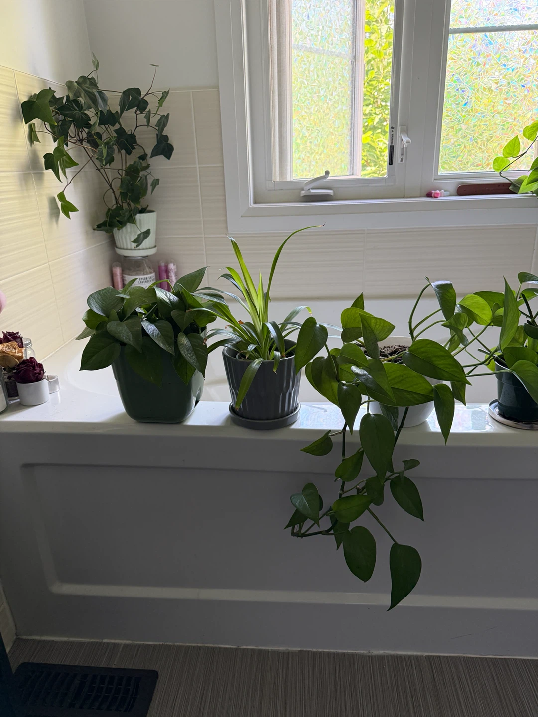 Mixed Houseplants - photo 2