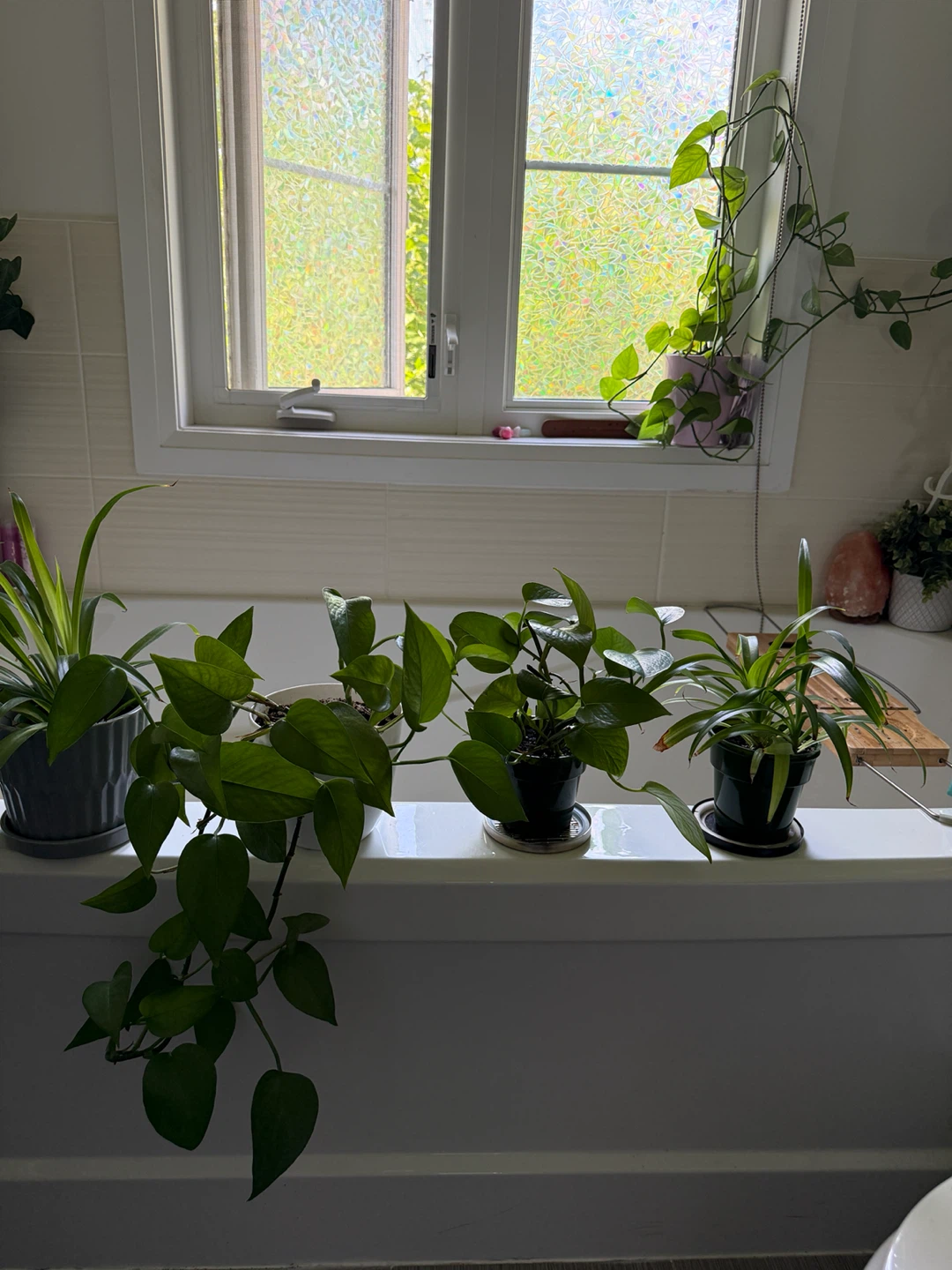 Mixed Houseplants - photo 3