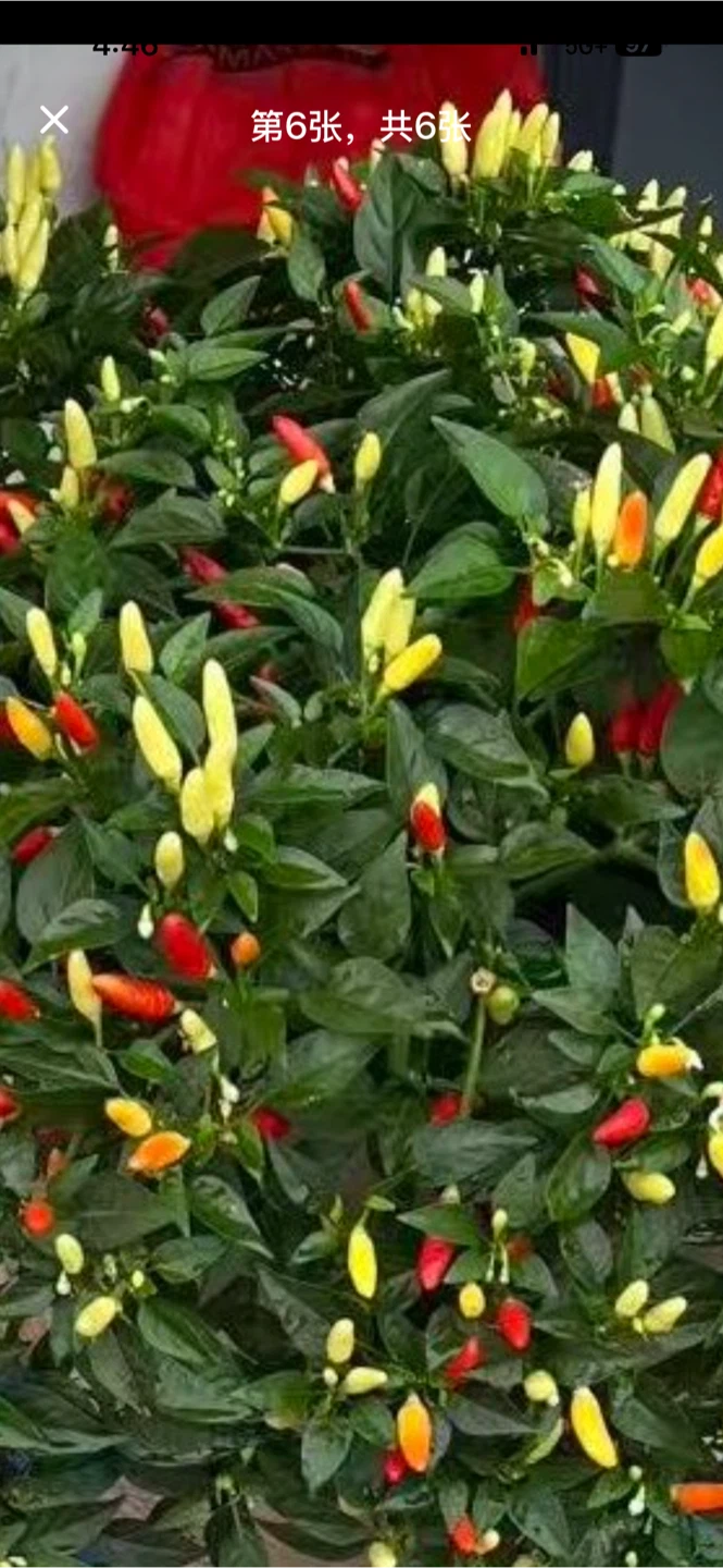 Live Pepper Plant with Small Yellow Peppers - photo 4