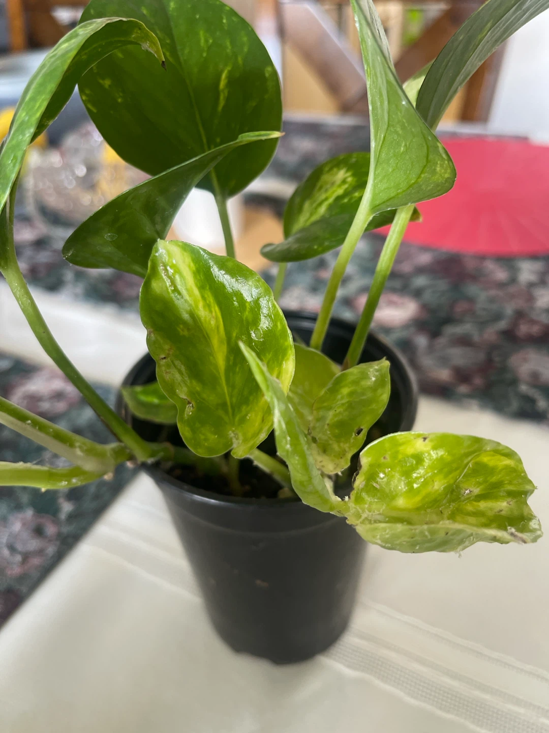 Pothos plant