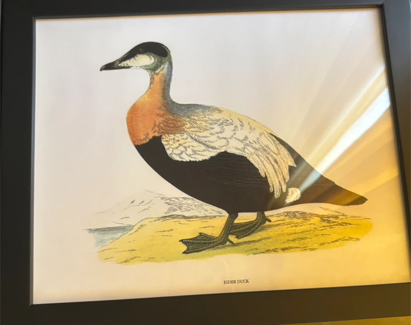 Framed Vintage Duck Prints (Eider Duck, Garganey, Krickente)