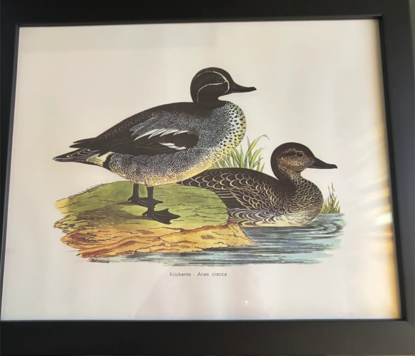 Framed Vintage Duck Prints (Eider Duck, Garganey, Krickente) - photo 3