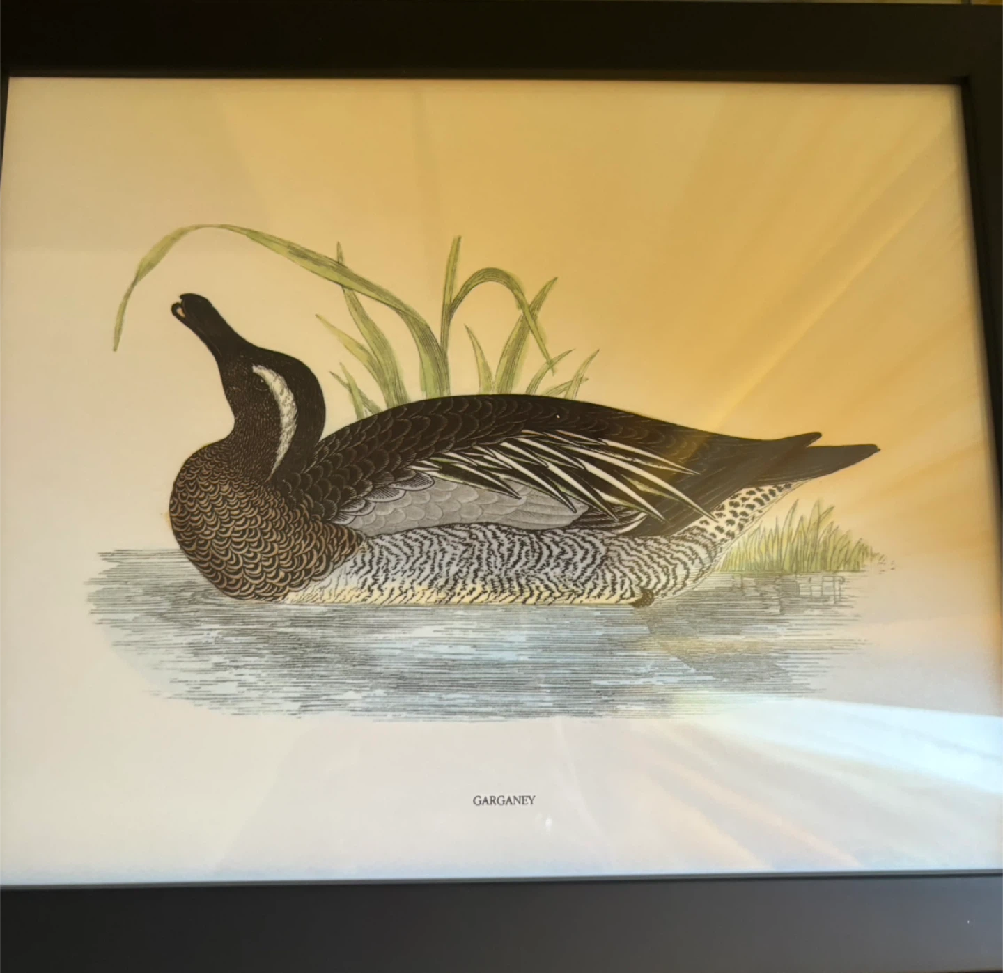 Framed Vintage Duck Prints (Eider Duck, Garganey, Krickente) - photo 2