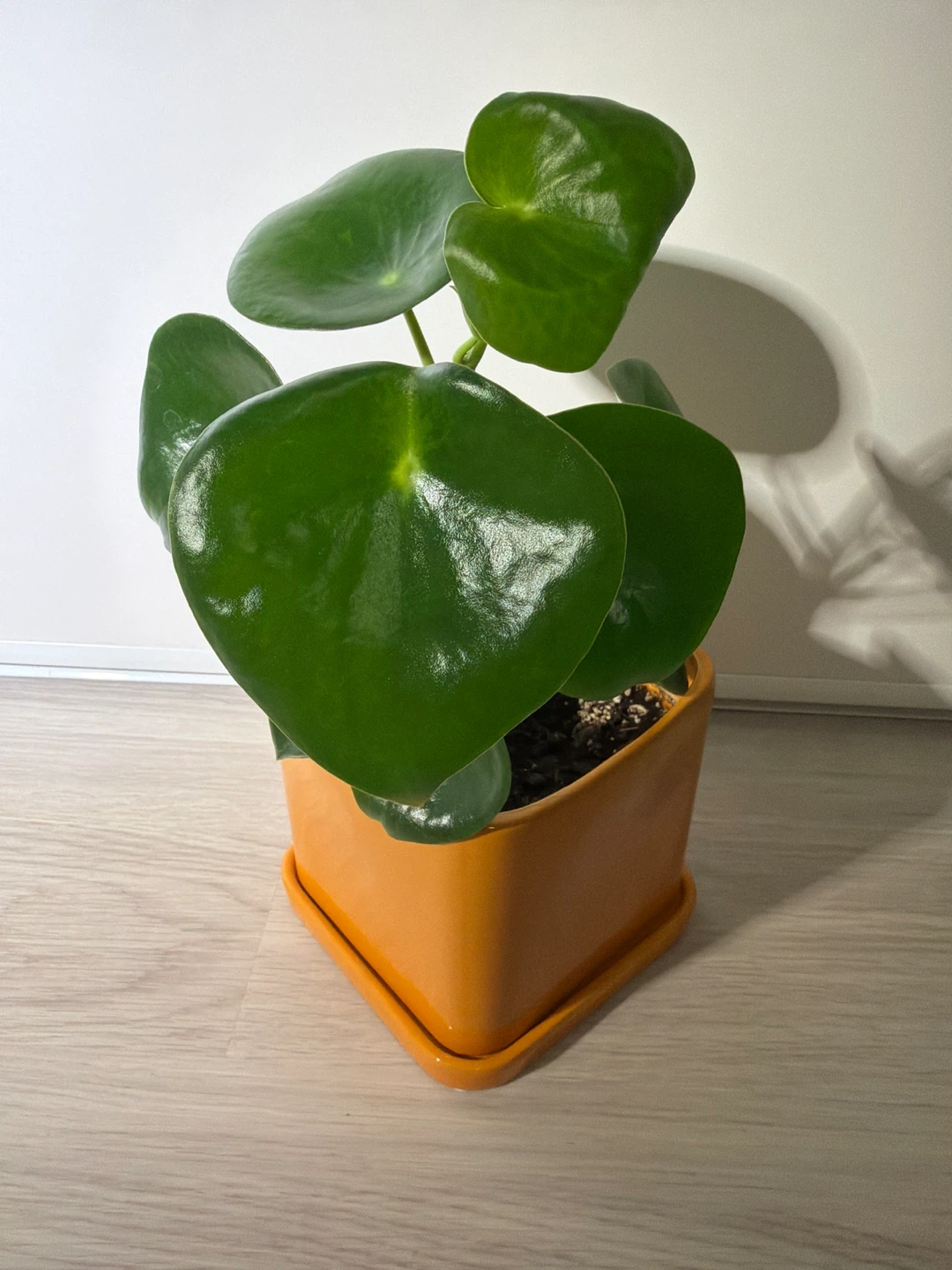 Healthy Raindrop Peperomia in an Orange Square Pot