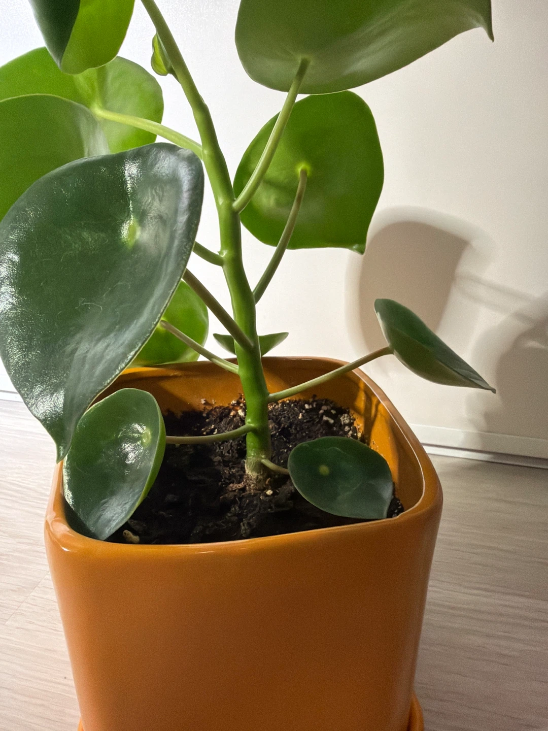 Healthy Raindrop Peperomia in an Orange Square Pot - photo 2