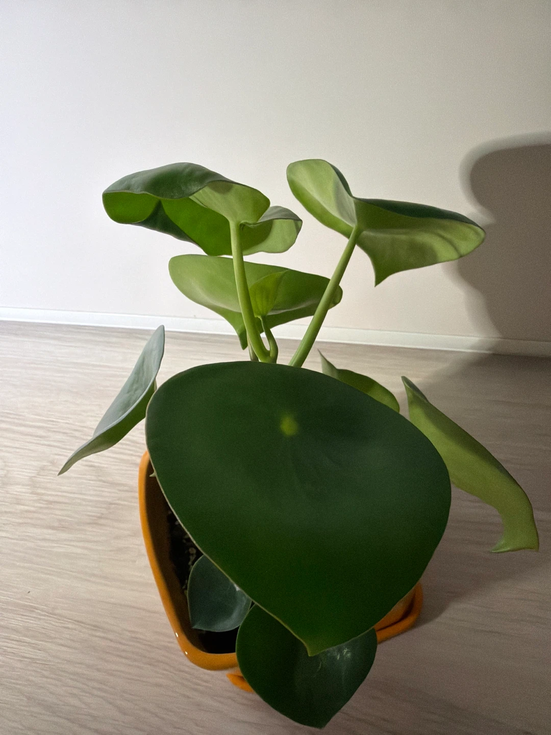 Healthy Raindrop Peperomia in an Orange Square Pot - photo 3