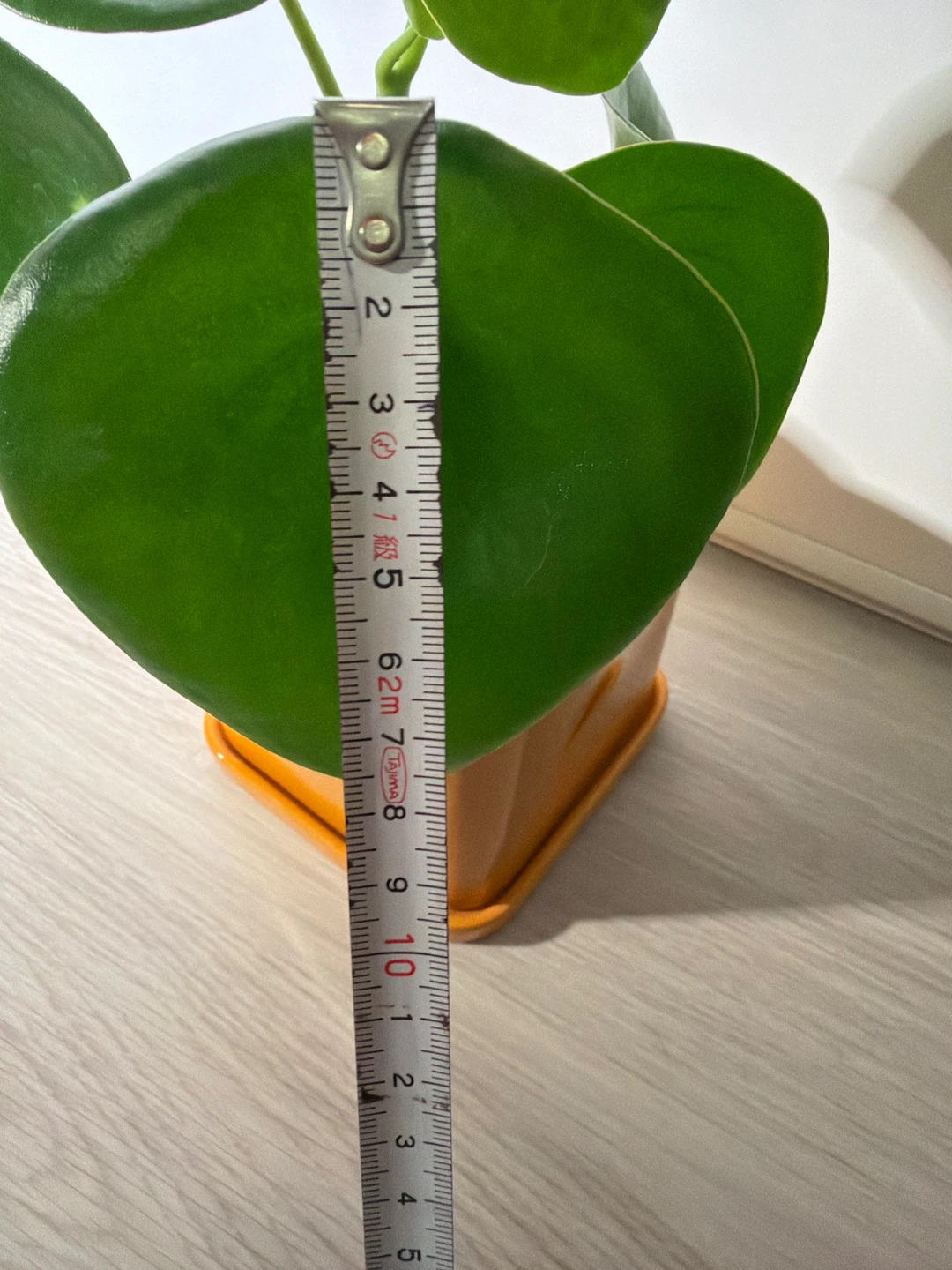 Healthy Raindrop Peperomia in an Orange Square Pot - photo 4
