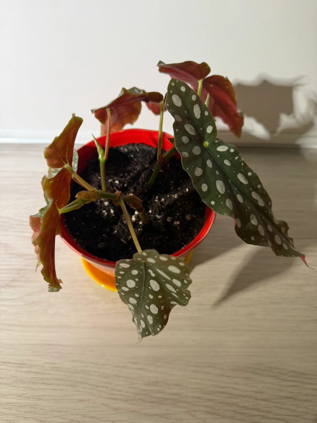 Begonia Maculata in a Cute Red Pot - photo 3