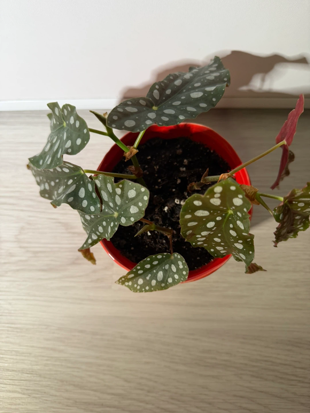 Begonia Maculata in a Cute Red Pot - photo 2