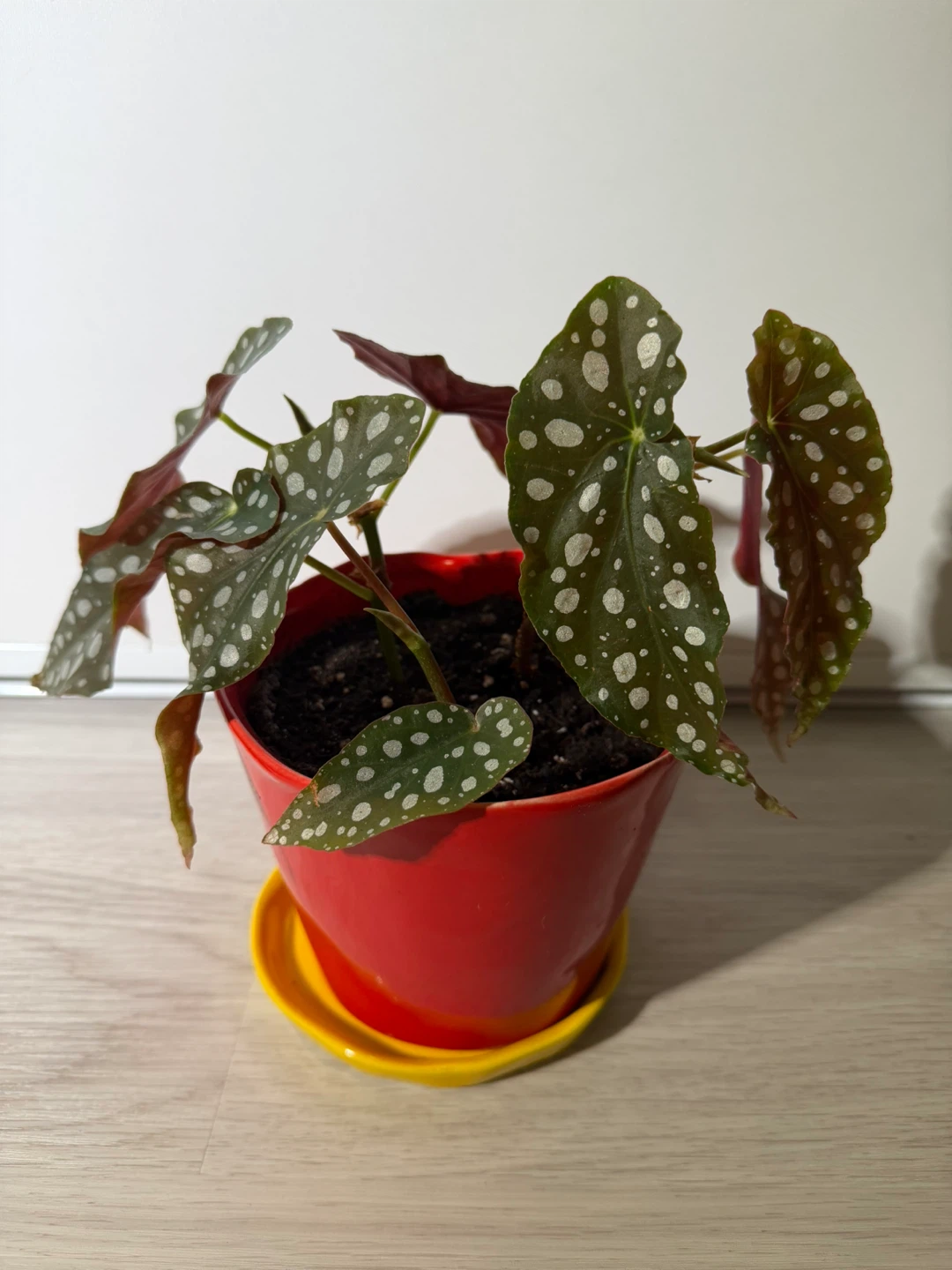 Begonia Maculata in a Cute Red Pot