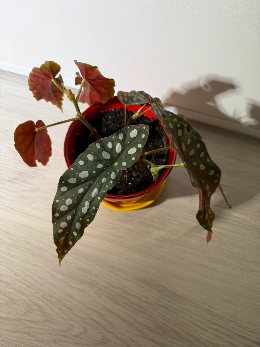 Begonia Maculata in a Cute Red Pot - photo 4