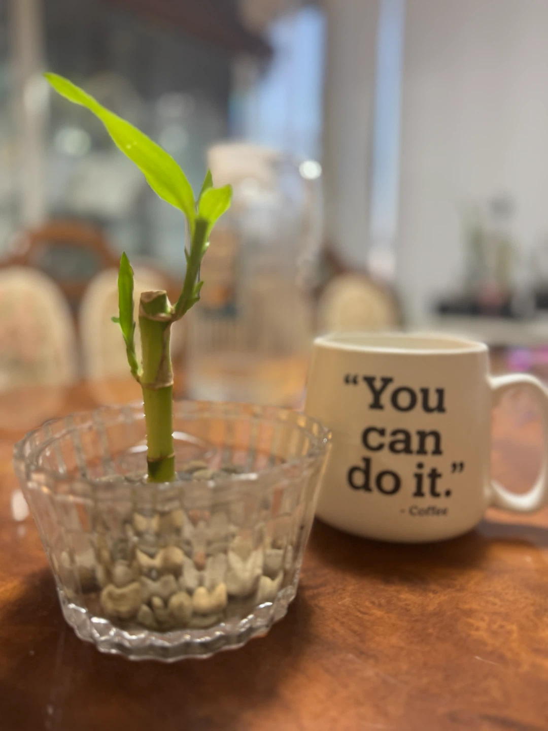 Cheap indoor plants