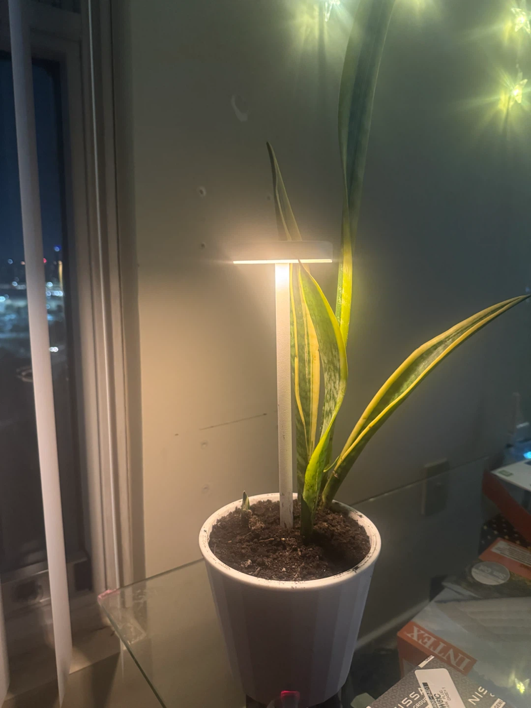 Cheap indoor plants - photo 2