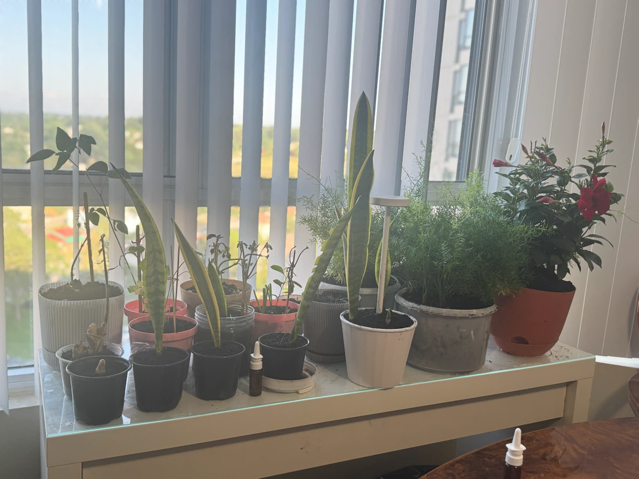Cheap indoor plants - photo 3