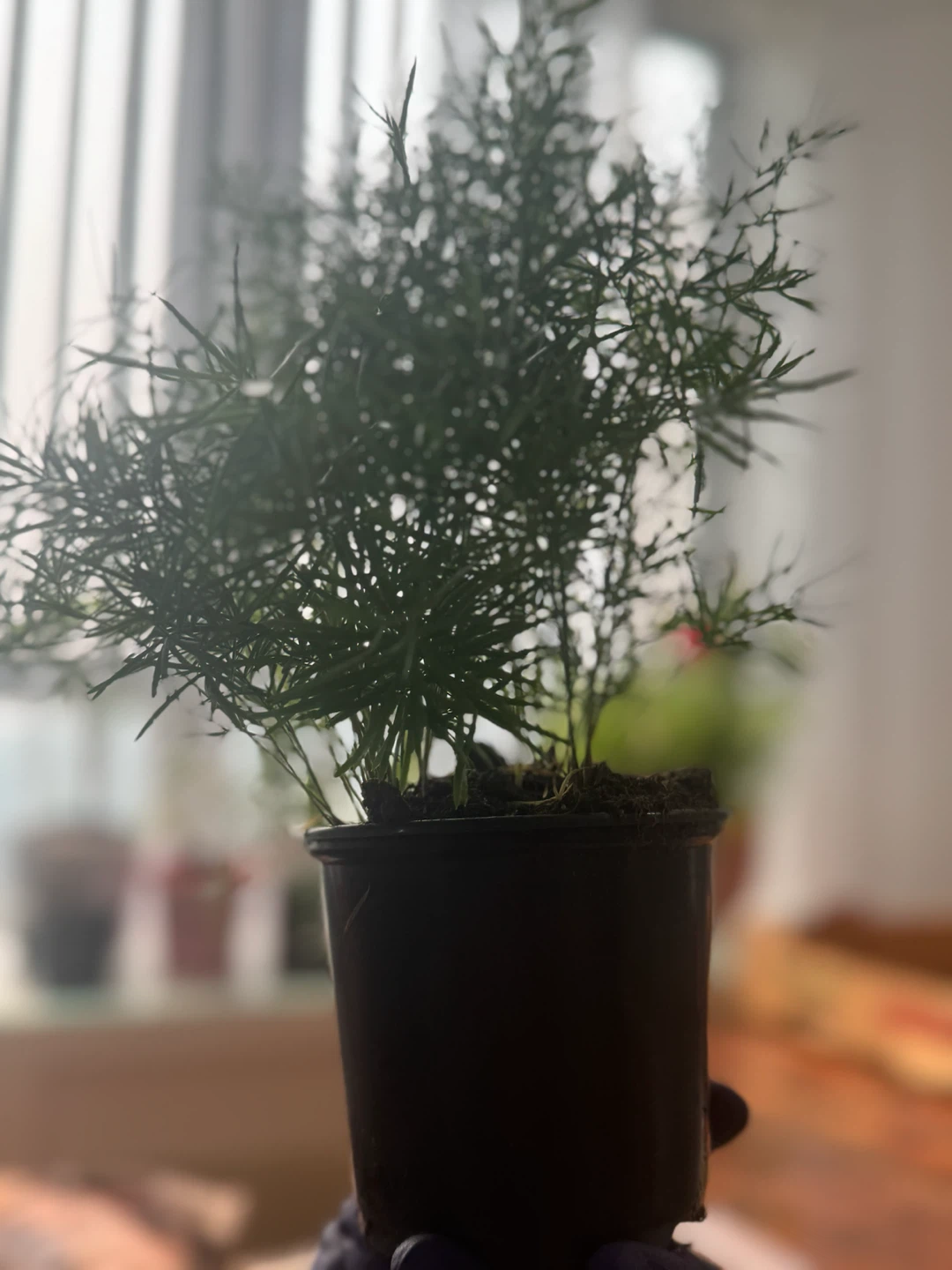 Cheap indoor plants - photo 4