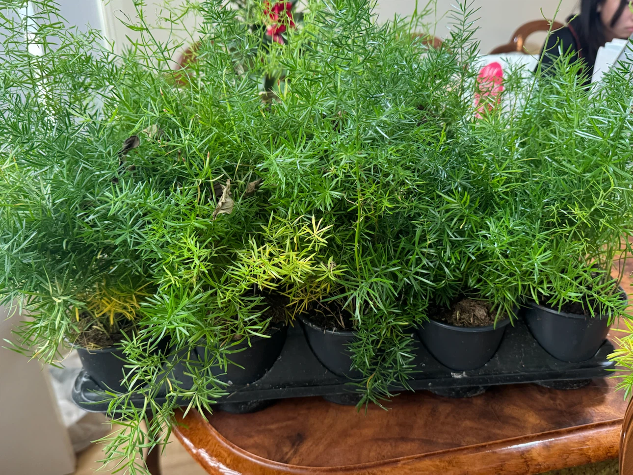 Cheap indoor plants - photo 5