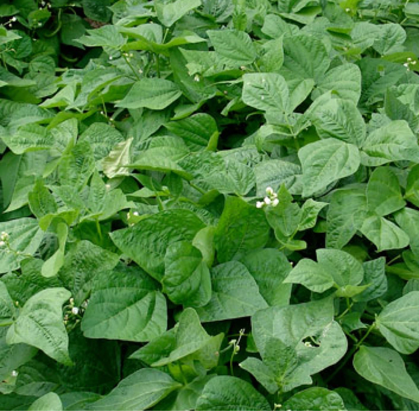 Kidney beans bush Plant