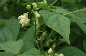 Kidney beans bush Plant - photo 2
