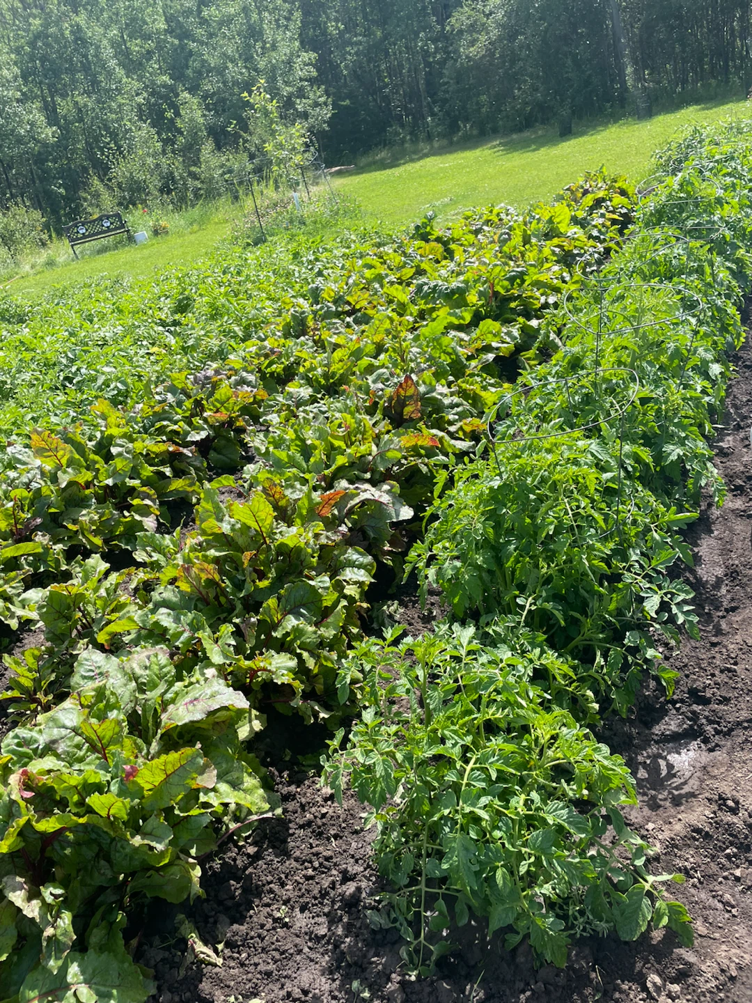 Fresh Garden Produce (Beets, Radish, Beans and Carrots)