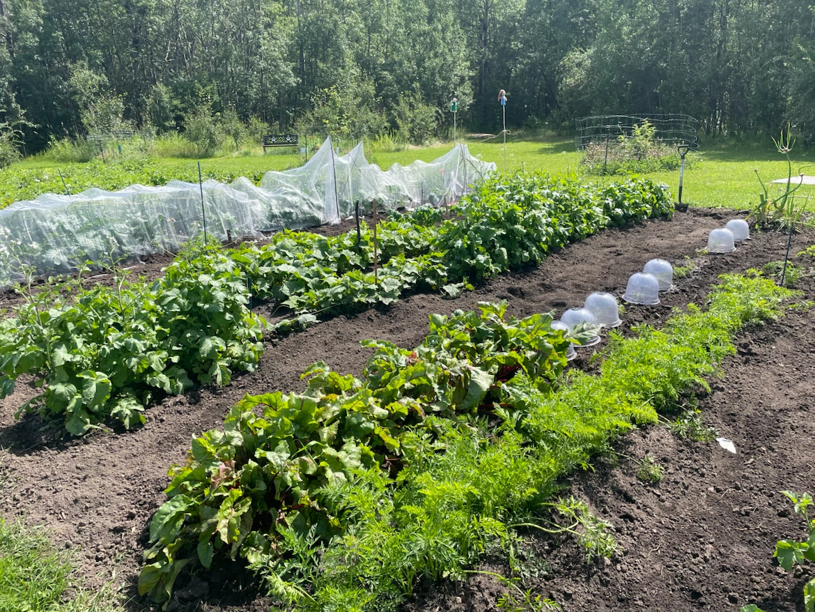 Fresh Garden Produce (Beets, Radish, Beans and Carrots) - photo 2