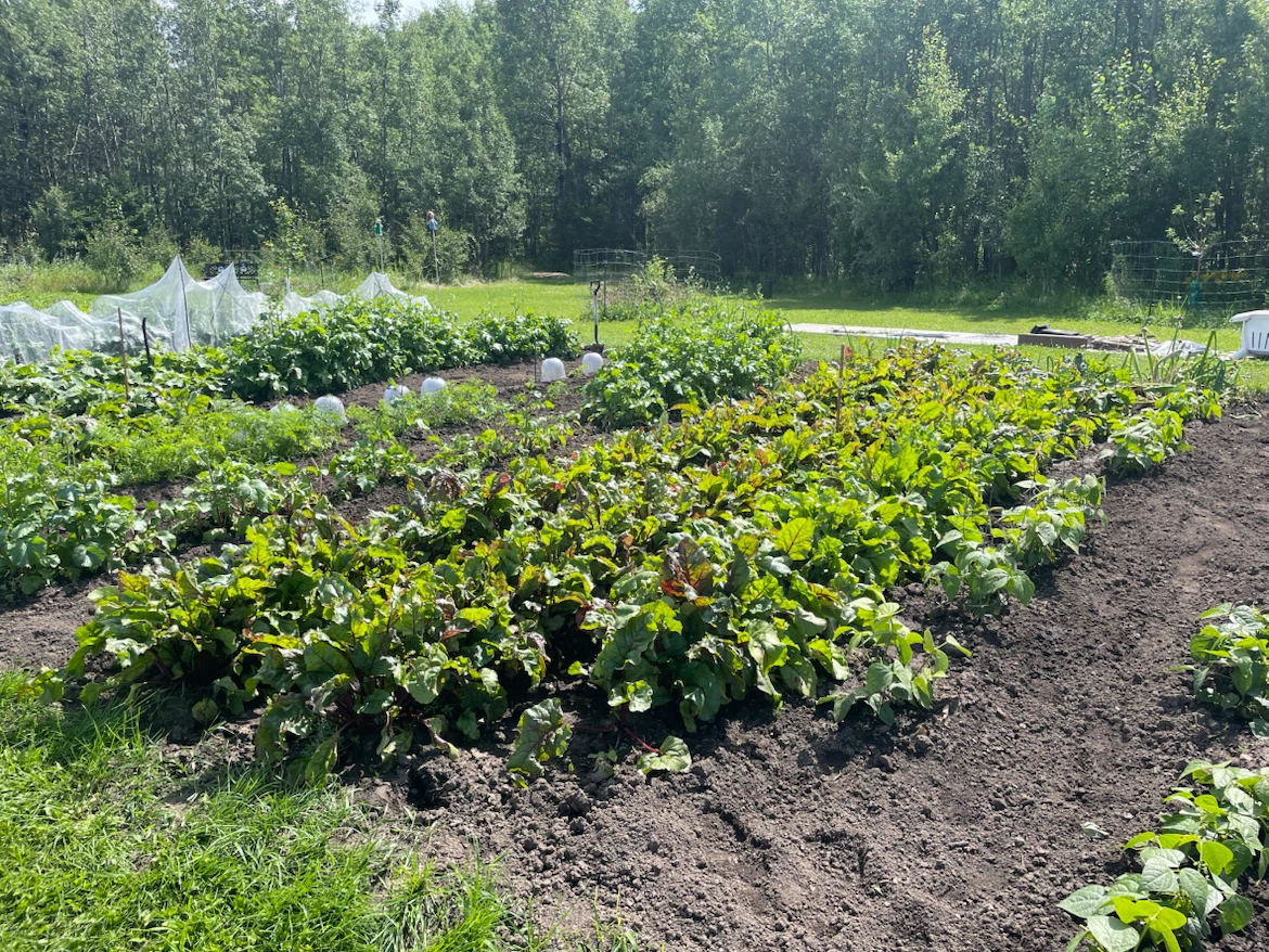Fresh Garden Produce (Beets, Radish, Beans and Carrots) - photo 3