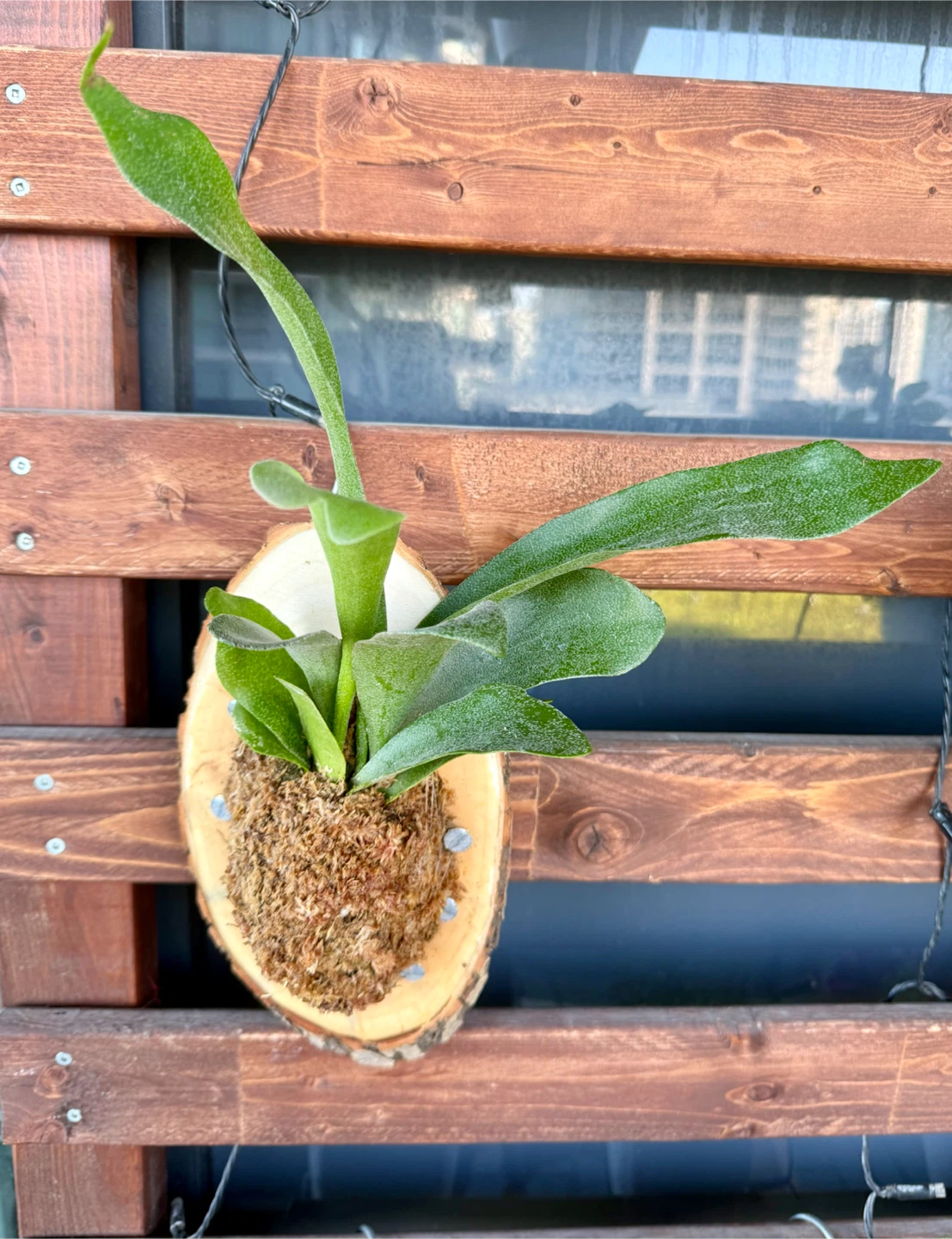 Staghorn Fern Mounted on Wood Slice