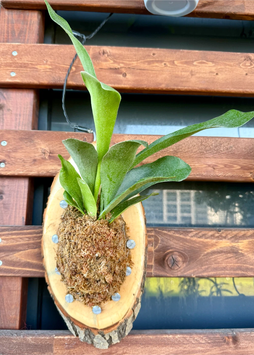 Staghorn Fern Mounted on Wood Slice - photo 2