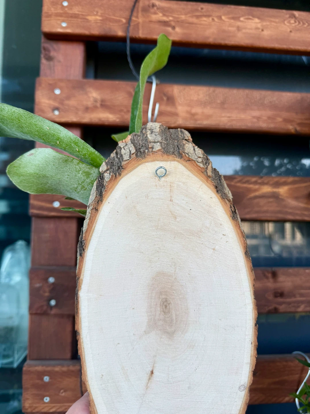 Staghorn Fern Mounted on Wood Slice - photo 3