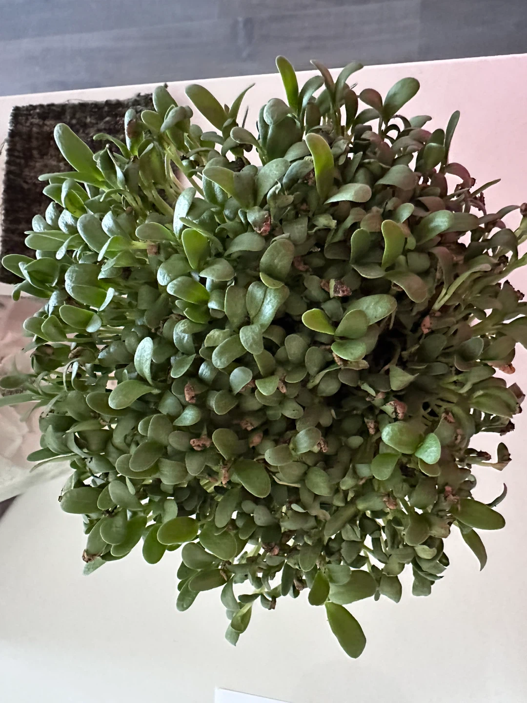 Freshly Grown Microgreens