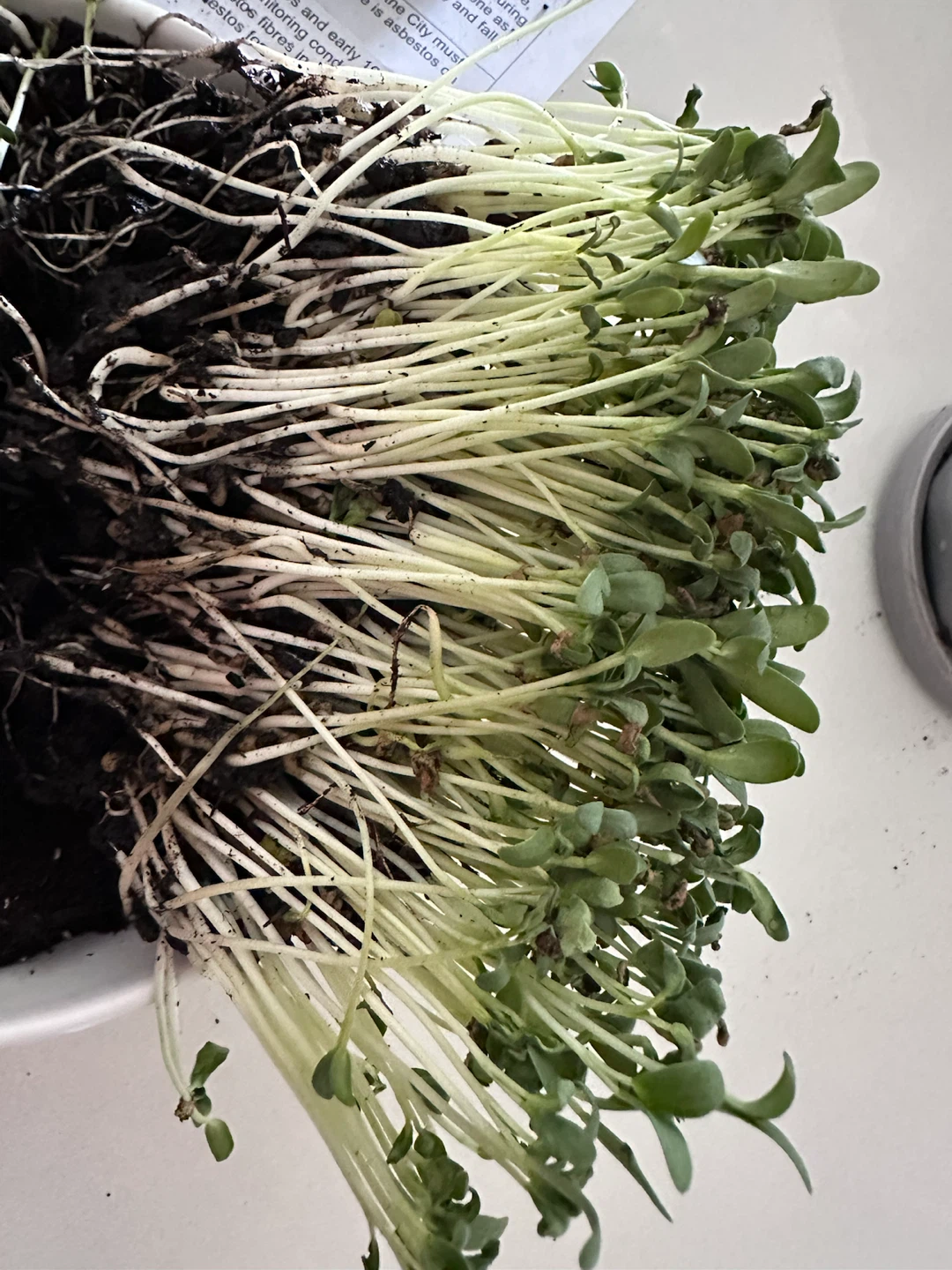 Freshly Grown Microgreens - photo 2