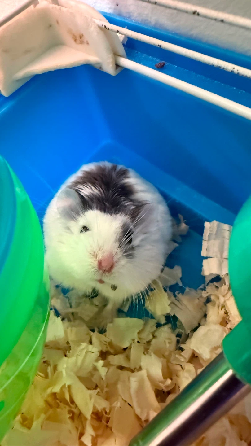 Hamster Cage with Accessories