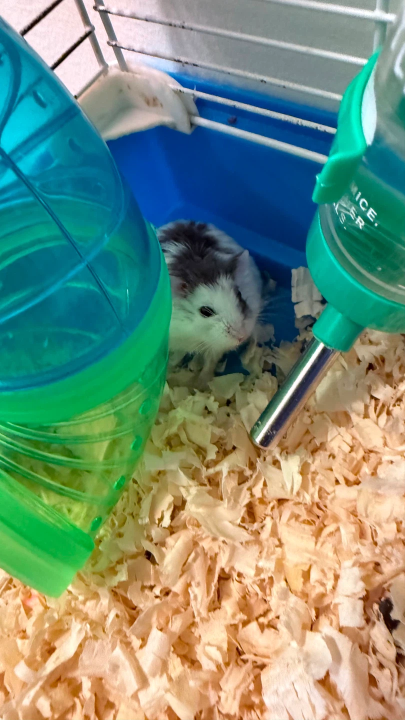 Hamster Cage with Accessories - photo 2