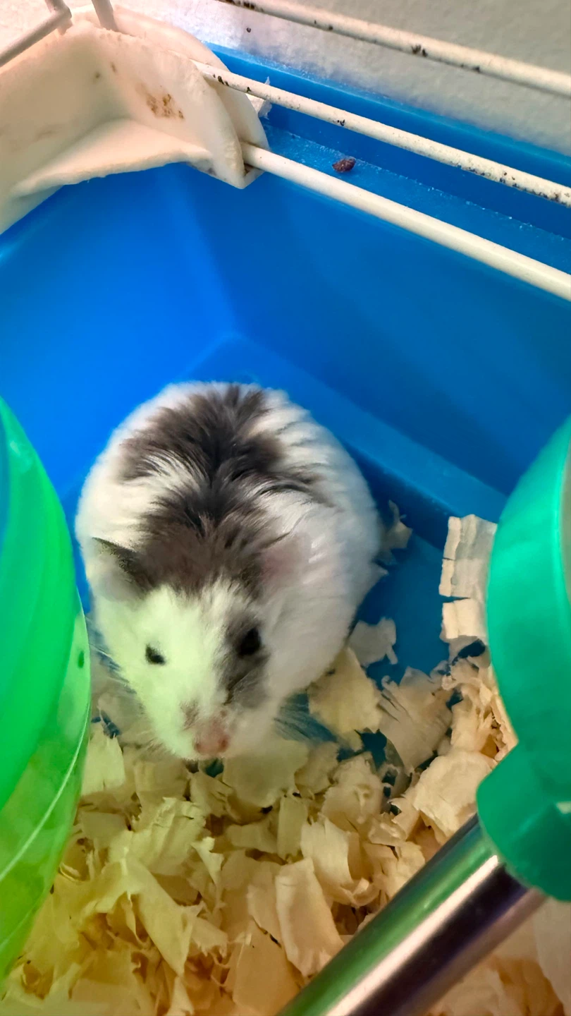 Hamster Cage with Accessories - photo 3