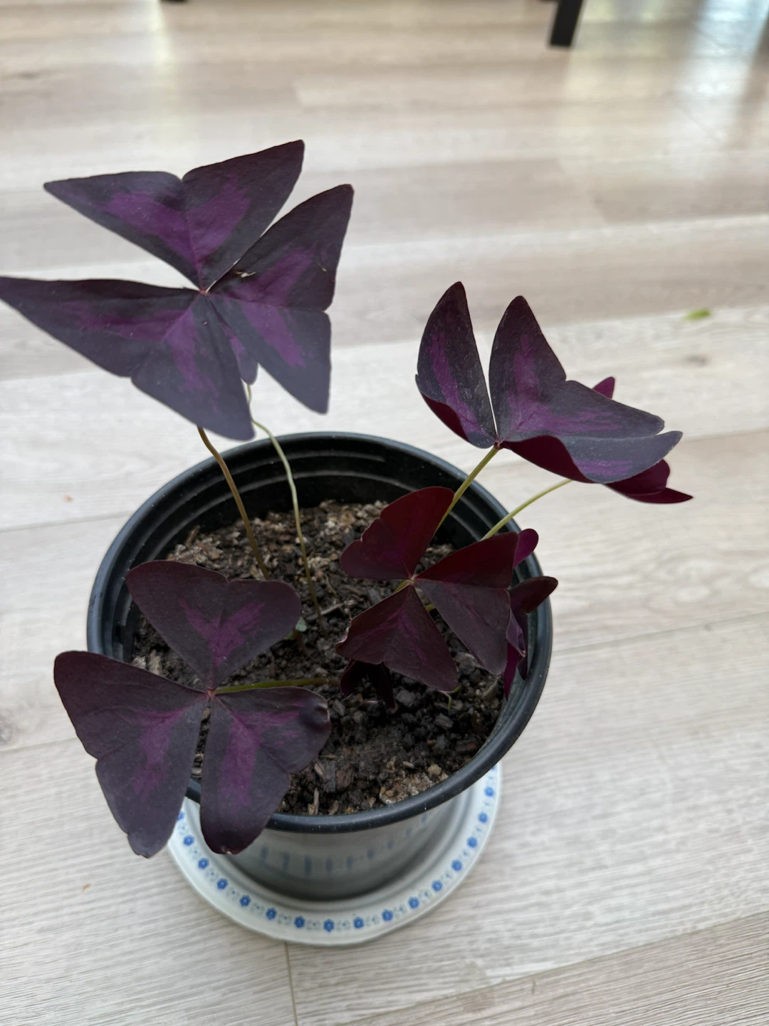 Purple Butterfly Plant in Pot