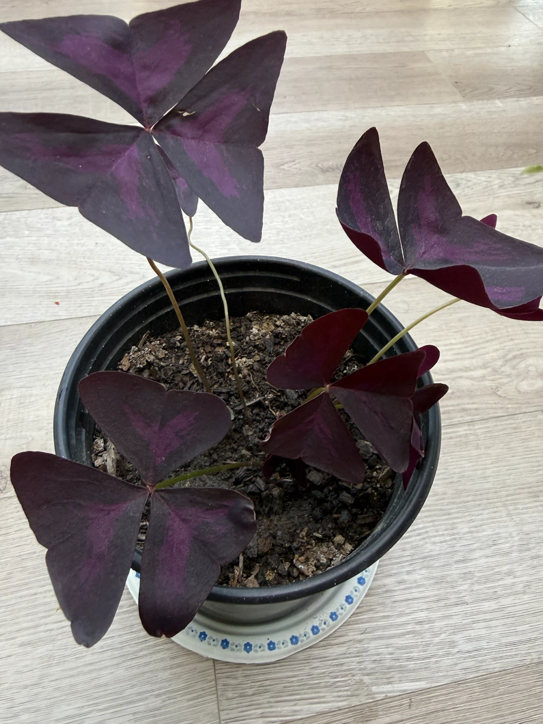 Purple Butterfly Plant in Pot - photo 2