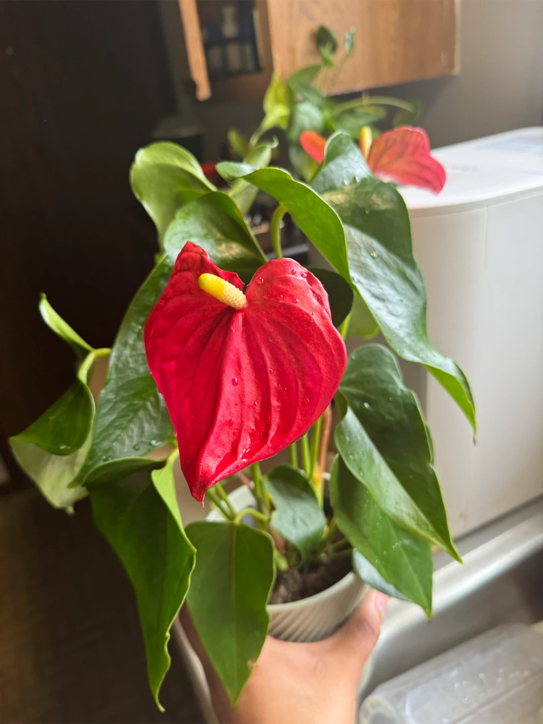 Plant Red Anthurium