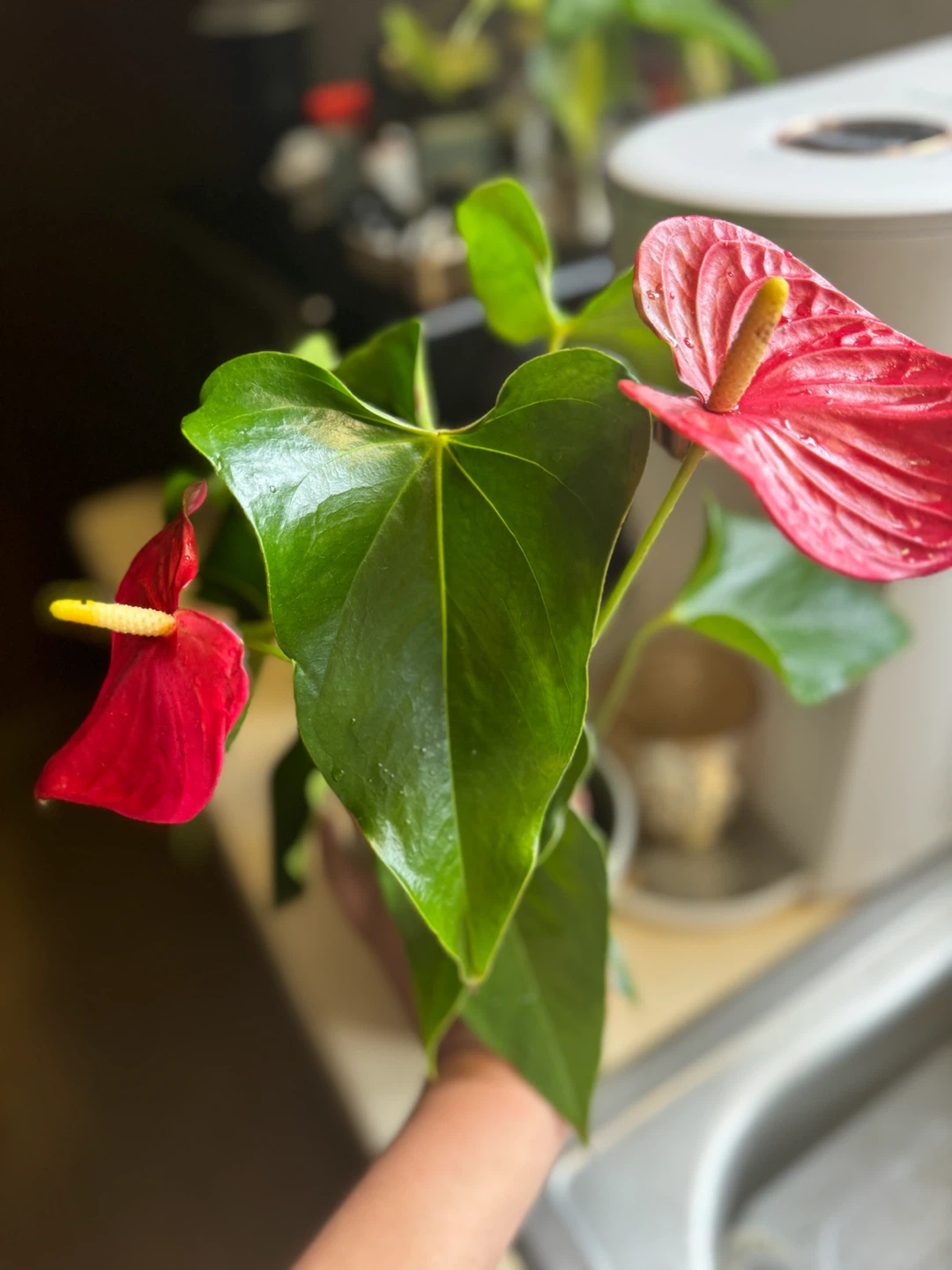 Plant Red Anthurium - photo 2