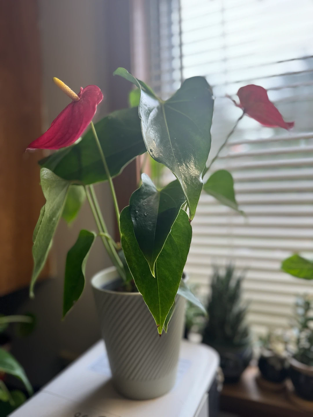 Plant Red Anthurium - photo 3