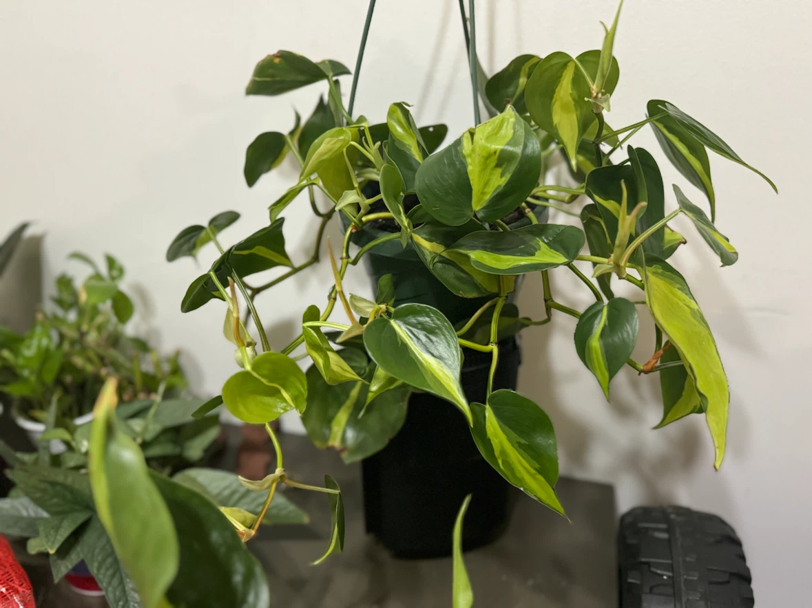 Plant Brazil Philodendron