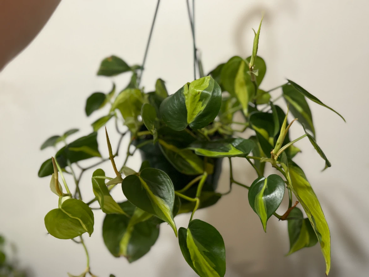 Plant Brazil Philodendron - photo 2