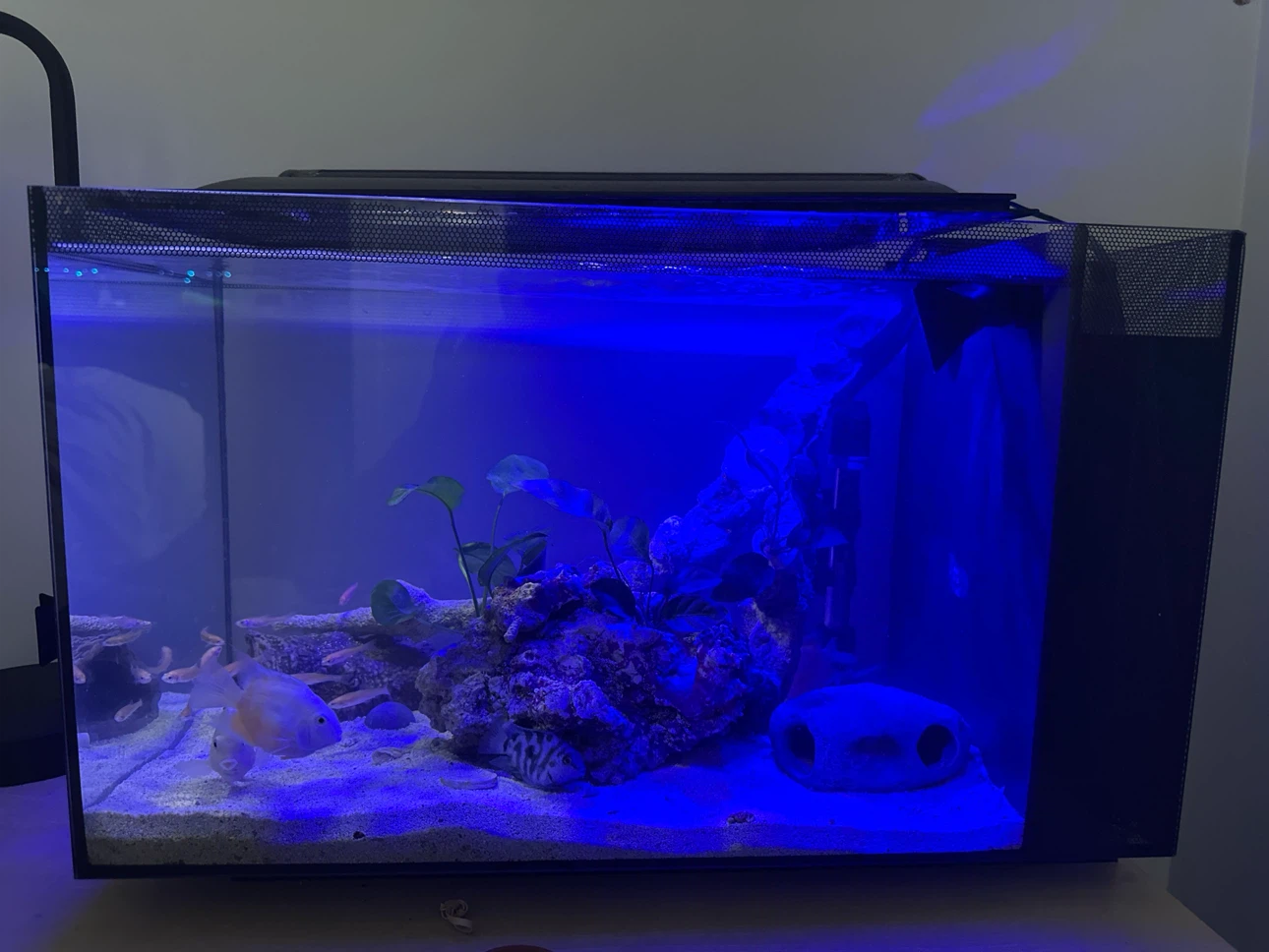 Aquarium with Filter and Light