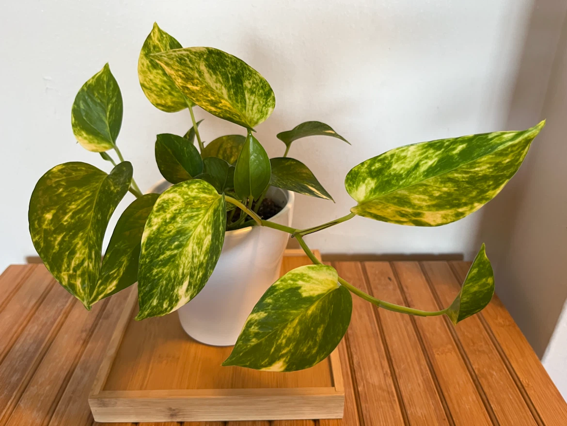 Pothos Plant in White Pot