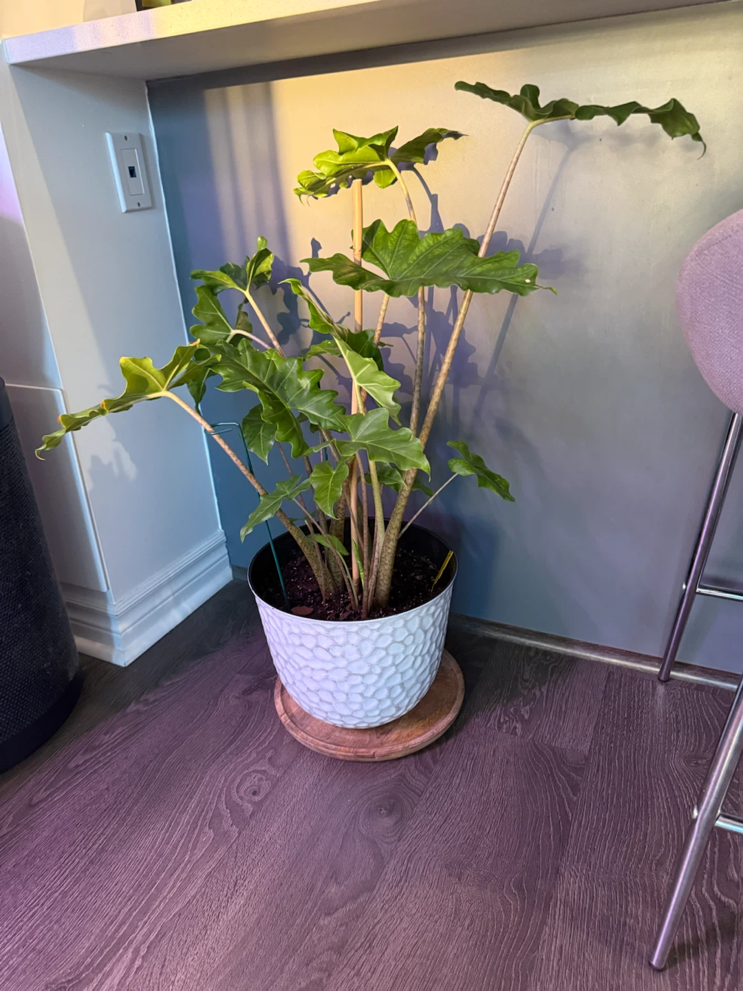 Alocasia Portora Plant in Textured Pot