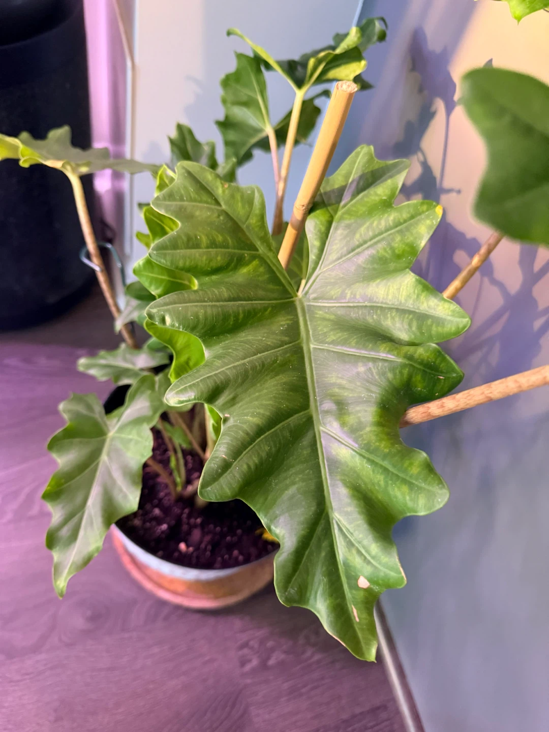 Alocasia Portora Plant in Textured Pot - photo 2